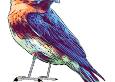 Bluebird Logo